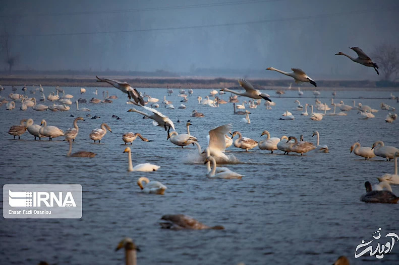 (تصاویر) قو‌های فریادکش در تالاب سرخرود